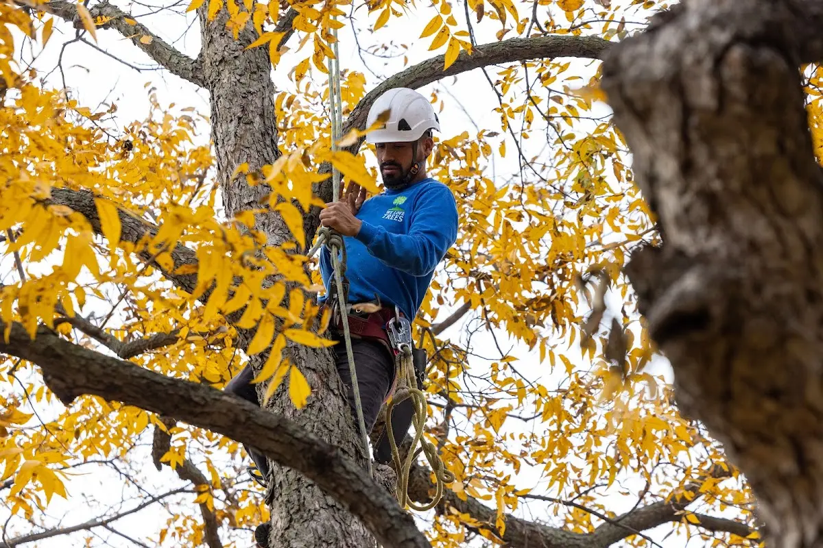 Skilled Tree Trimming crew working in Almena