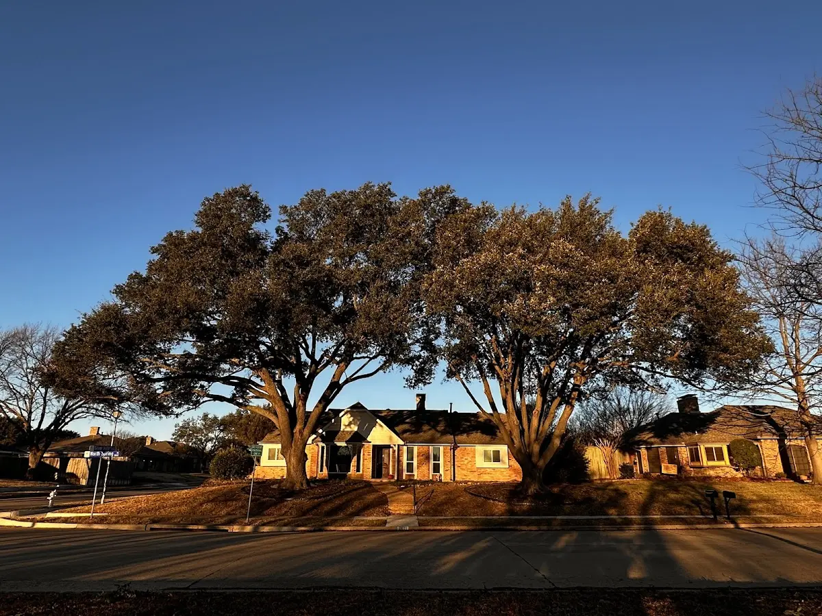 Established residential canopy tree shading a home in Almena